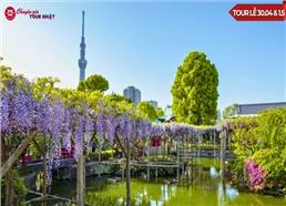 [HCM] Tour Nhật Bản Thiết Kế Lễ 30/4 Mùa Hoa Tử Đằng